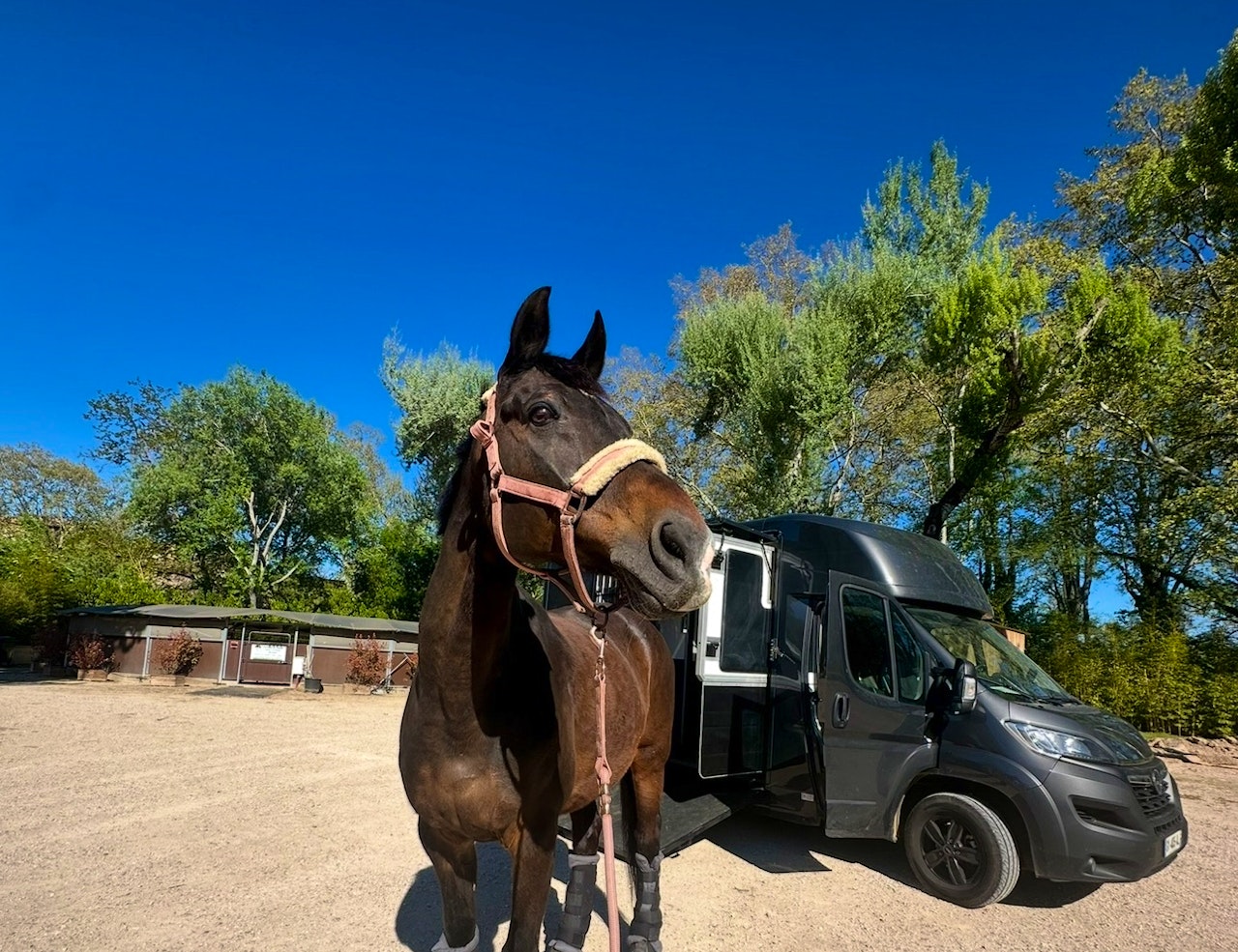 Cheval devant le camion STX AKX